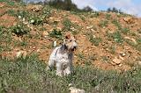 FOX TERRIER 137